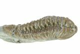Prone Flexicalymene Trilobite - Indiana #287239-1